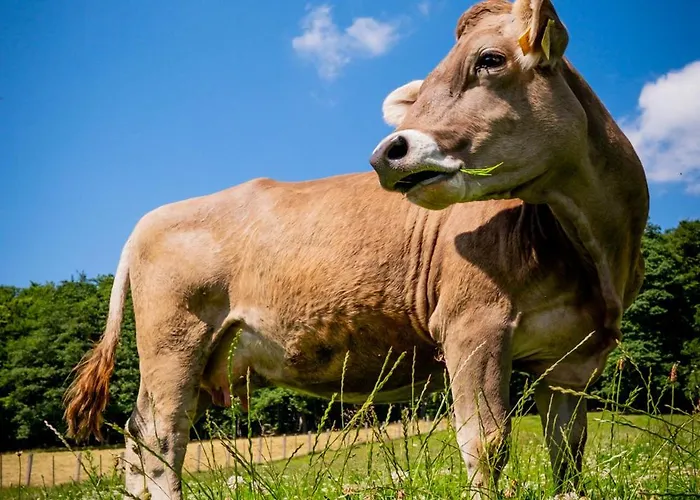 Eggert Alm Διαμέρισμα *